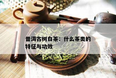 普洱古树白茶：什么茶类的特征与功效