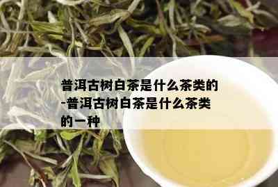 普洱古树白茶是什么茶类的-普洱古树白茶是什么茶类的一种