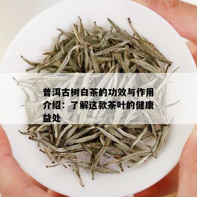 普洱古树白茶的功效与作用介绍：了解这款茶叶的健康益处