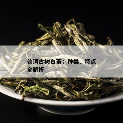 普洱古树白茶：种类、特点全解析