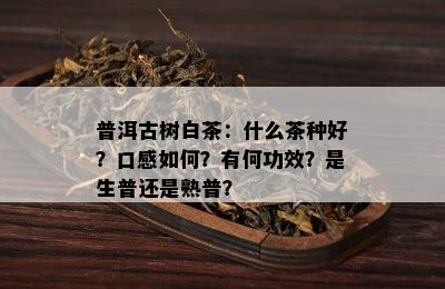 普洱古树白茶：什么茶种好？口感如何？有何功效？是生普还是熟普？