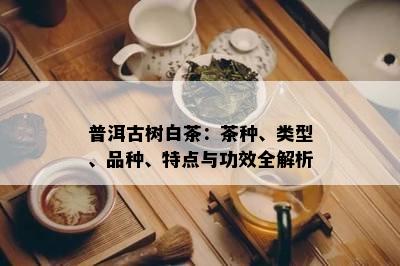 普洱古树白茶：茶种、类型、品种、特点与功效全解析