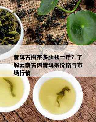 普洱古树茶多少钱一斤？了解云南古树普洱茶价格与市场行情