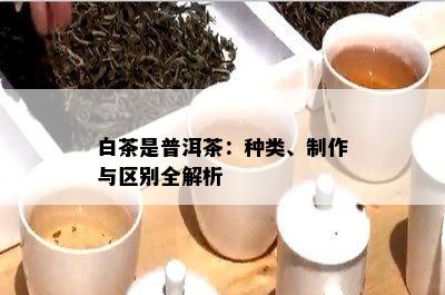 白茶是普洱茶：种类、制作与区别全解析