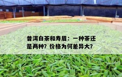 普洱白茶和寿眉：一种茶还是两种？价格为何差异大？