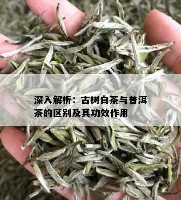 深入解析：古树白茶与普洱茶的区别及其功效作用