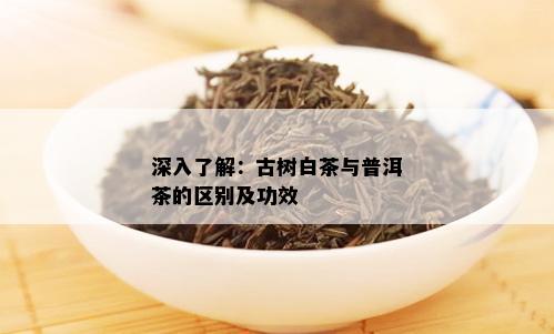 深入了解：古树白茶与普洱茶的区别及功效