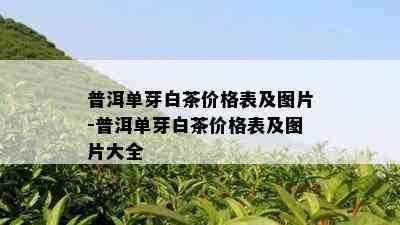 普洱单芽白茶价格表及图片-普洱单芽白茶价格表及图片大全