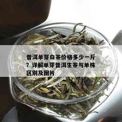 普洱单芽白茶价格多少一斤？详解单芽普洱生茶与单株区别及图片
