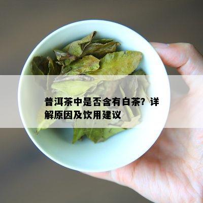 普洱茶中是否含有白茶？详解原因及饮用建议
