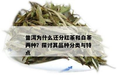 普洱为什么还分红茶和白茶两种？探讨其品种分类与特点