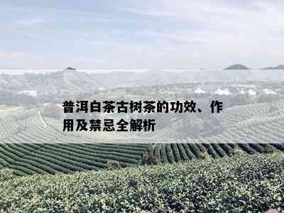 普洱白茶古树茶的功效、作用及禁忌全解析