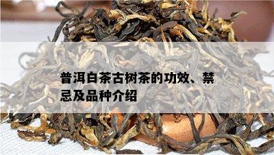 普洱白茶古树茶的功效、禁忌及品种介绍