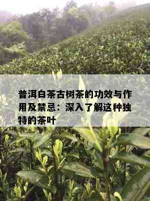 普洱白茶古树茶的功效与作用及禁忌：深入了解这种独特的茶叶