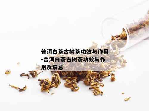 普洱白茶古树茶功效与作用-普洱白茶古树茶功效与作用及禁忌