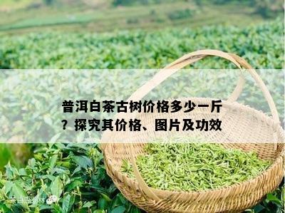 普洱白茶古树价格多少一斤？探究其价格、图片及功效