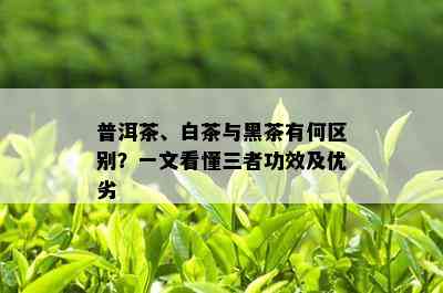 普洱茶、白茶与黑茶有何区别？一文看懂三者功效及优劣