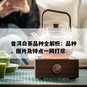 普洱白茶品种全解析：品种、图片及特点一网打尽