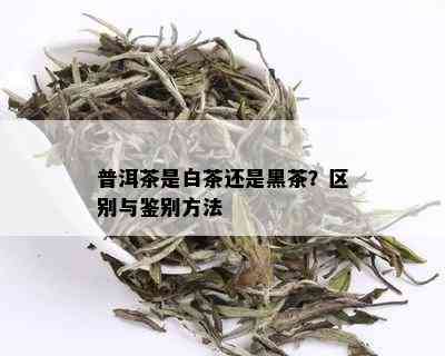 普洱茶是白茶还是黑茶？区别与鉴别方法