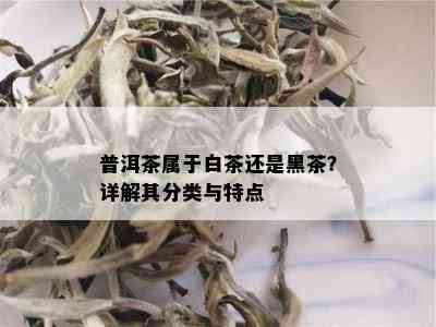 普洱茶属于白茶还是黑茶？详解其分类与特点