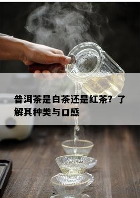 普洱茶是白茶还是红茶？了解其种类与口感