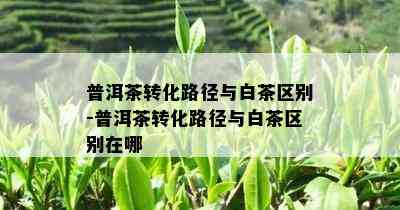 普洱茶转化路径与白茶区别-普洱茶转化路径与白茶区别在哪