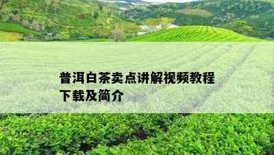 普洱白茶卖点讲解视频教程下载及简介