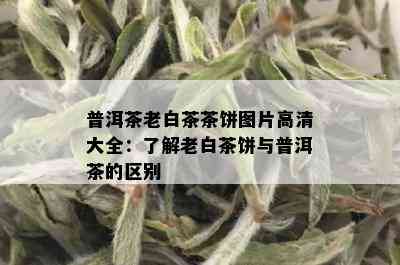 普洱茶老白茶茶饼图片高清大全：了解老白茶饼与普洱茶的区别