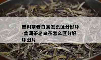 普洱茶老白茶怎么区分好坏-普洱茶老白茶怎么区分好坏图片