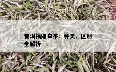 普洱福鼎白茶：种类、区别全解析