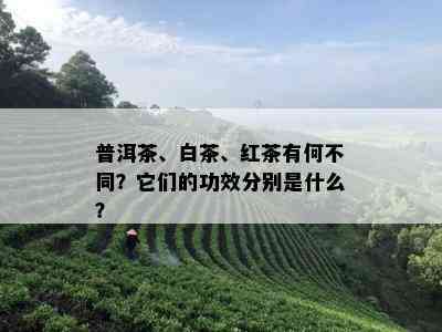 普洱茶、白茶、红茶有何不同？它们的功效分别是什么？