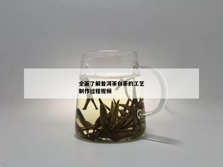 全面了解普洱茶白茶的工艺制作过程视频