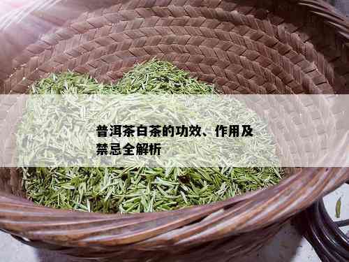 普洱茶白茶的功效、作用及禁忌全解析