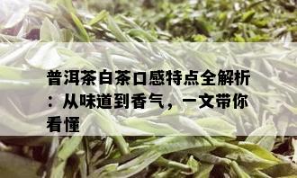 普洱茶白茶口感特点全解析：从味道到香气，一文带你看懂