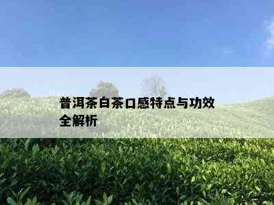 普洱茶白茶口感特点与功效全解析