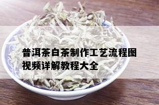 普洱茶白茶制作工艺流程图视频详解教程大全