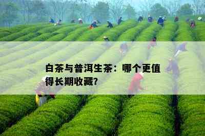 白茶与普洱生茶：哪个更值得长期收藏？