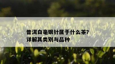 普洱白毫银针属于什么茶？详解其类别与品种