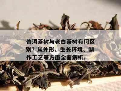 普洱茶树与老白茶树有何区别？从外形、生长环境、制作工艺等方面全面解析。