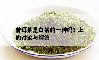 普洱茶是白茶的一种吗？上的讨论与解答