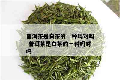 普洱茶是白茶的一种吗对吗-普洱茶是白茶的一种吗对吗