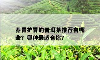 养胃护胃的普洱茶推荐有哪些？哪种最适合你？