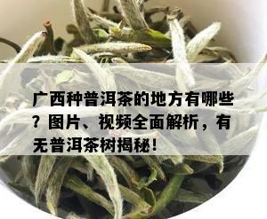 广西种普洱茶的地方有哪些？图片、视频全面解析，有无普洱茶树揭秘！