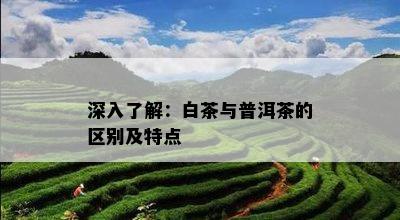 深入了解：白茶与普洱茶的区别及特点