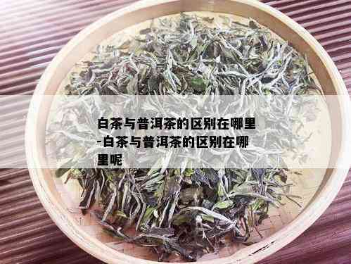 白茶与普洱茶的区别在哪里-白茶与普洱茶的区别在哪里呢