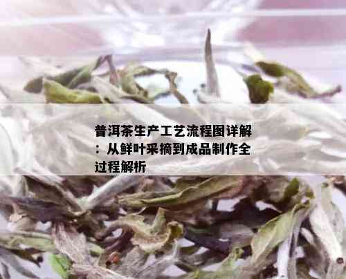 普洱茶生产工艺流程图详解：从鲜叶采摘到成品制作全过程解析