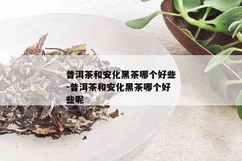 普洱茶和安化黑茶哪个好些-普洱茶和安化黑茶哪个好些呢