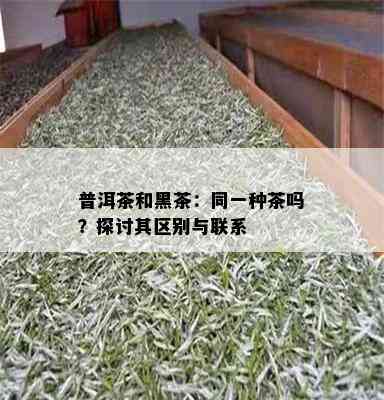 普洱茶和黑茶：同一种茶吗？探讨其区别与联系