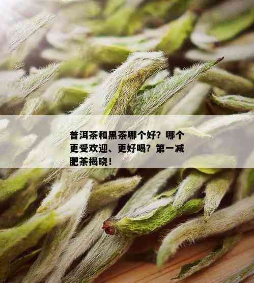 普洱茶和黑茶哪个好？哪个更受欢迎、更好喝？之一减肥茶揭晓！