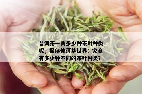 普洱茶一共多少种茶叶种类呢，探秘普洱茶世界：究竟有多少种不同的茶叶种类？